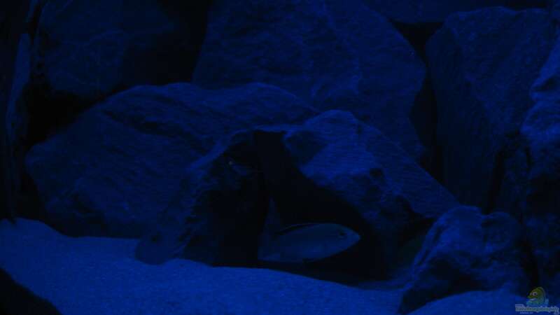 Labidochromis caeruleus - Jungfisch von Oliver H. (27)