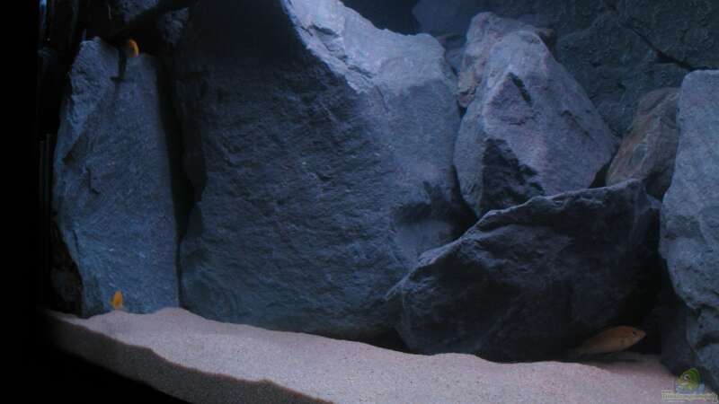Labidochromis caeruleus - Jungfische von Oliver H. (22)