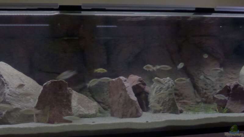 Aquarium Malawi Räuber von Spongee der Schwamm (6)