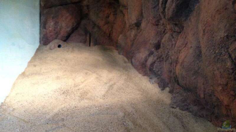 Becken mit Sandgrund und DIY Rückwand von Spongee der Schwamm (5)