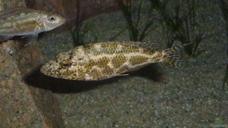 Besatz im Aquarium Malawi Räuber von Spongee der Schwamm (38)