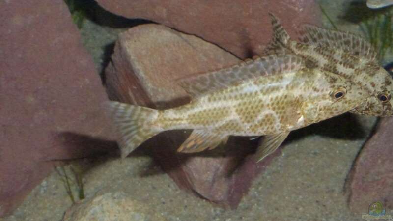 Besatz im Aquarium Malawi Räuber von Spongee der Schwamm (42)
