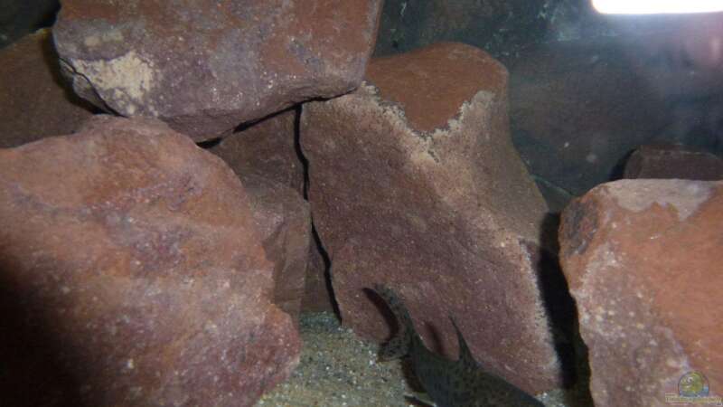 Besatz im Aquarium Malawi Räuber von Spongee der Schwamm (46)