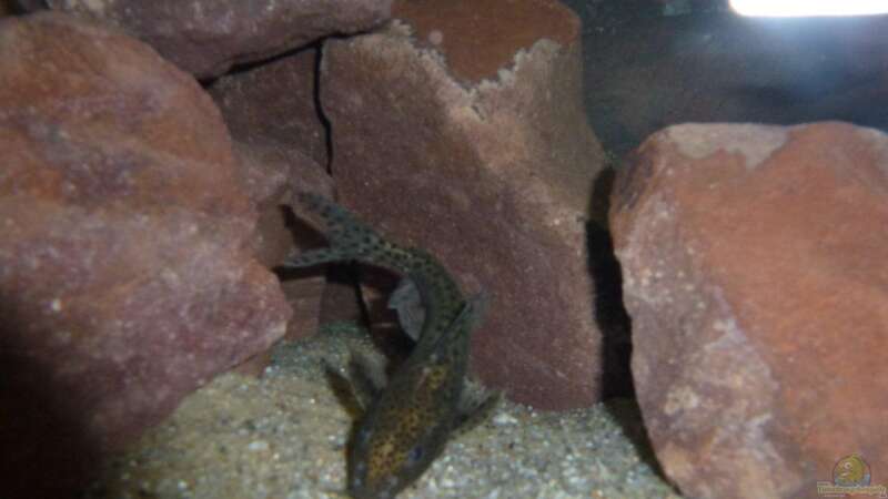 Besatz im Aquarium Malawi Räuber von Spongee der Schwamm (48)