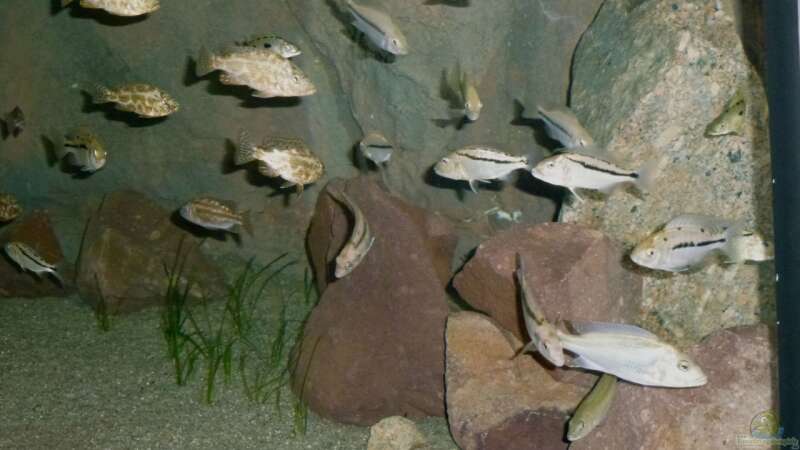 Dekoration im Aquarium Malawi Räuber von Spongee der Schwamm (10)
