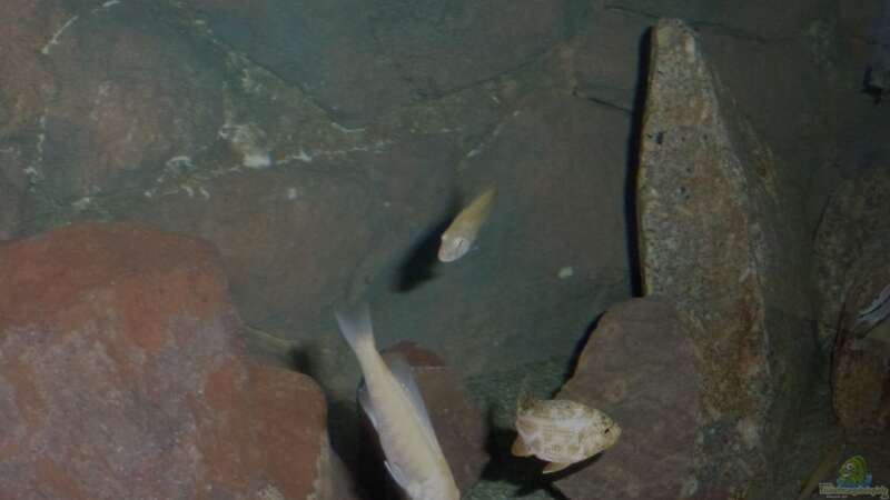 Dekoration im Aquarium Malawi Räuber von Spongee der Schwamm (11)