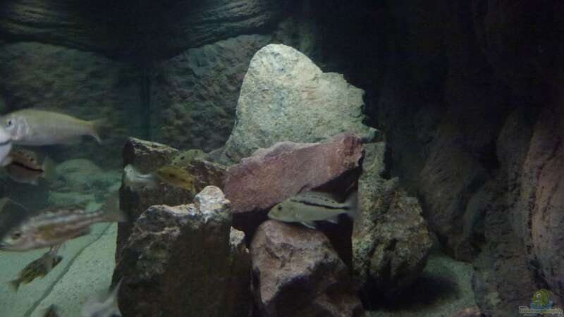 Dekoration im Aquarium Malawi Räuber von Spongee der Schwamm (16)