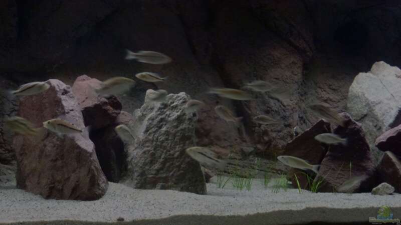 Dekoration im Aquarium Malawi Räuber von Spongee der Schwamm (22)
