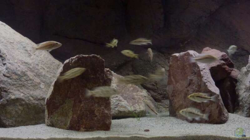 Dekoration im Aquarium Malawi Räuber von Spongee der Schwamm (23)