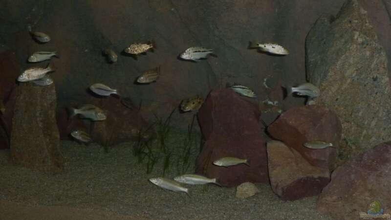 Dekoration im Aquarium Malawi Räuber von Spongee der Schwamm (25)