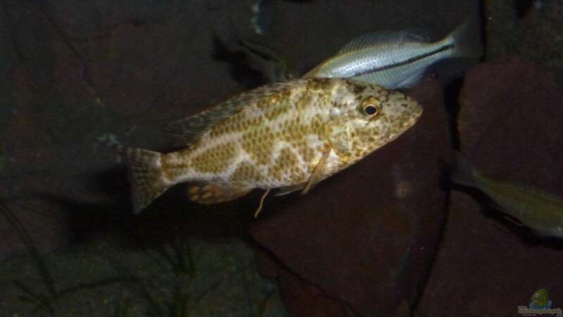 N. polistigma + Dimidiochromis kiwinge von Spongee der Schwamm (34)