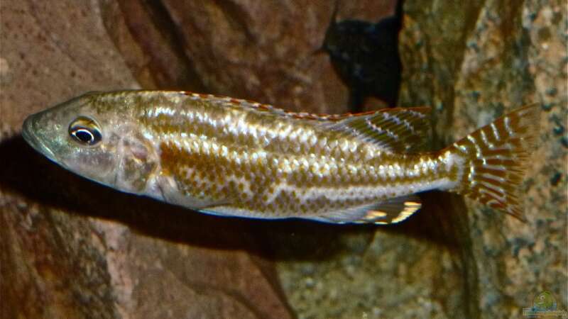 Nimbochromis fuscotaeniatus von Spongee der Schwamm (52)