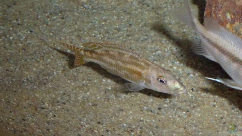 Nimbochromis fuscoteniatus von Spongee der Schwamm (35)