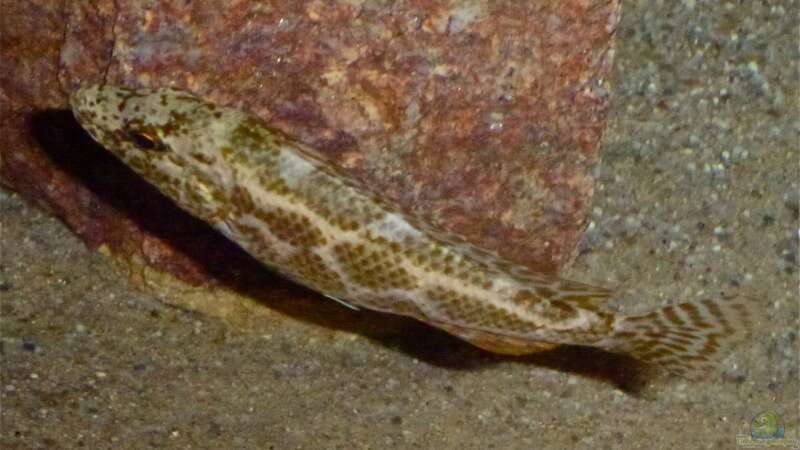 Nimbochromis polystigma von Spongee der Schwamm (55)