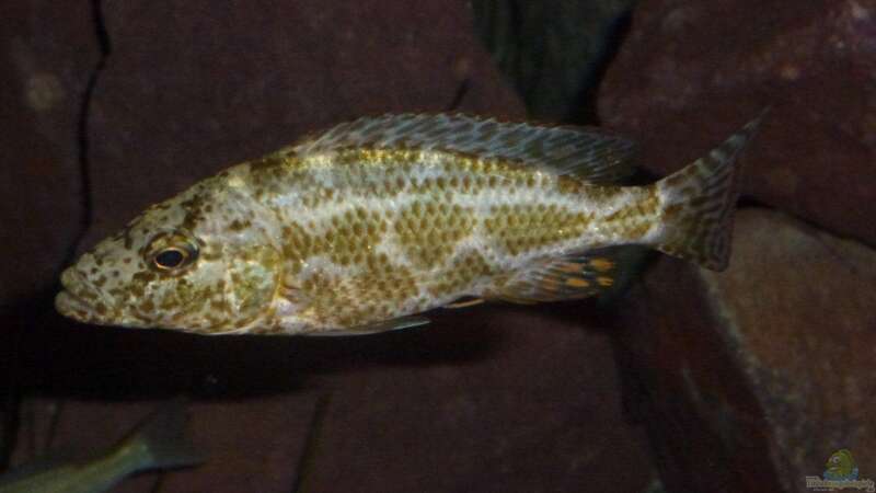 Einrichtungsbeispiele für die Haltung von Nimbochromis polystigma (Vielfleckmaulbrüter) im Aquarium  - Nimbochromis-polystigmaaquarium
