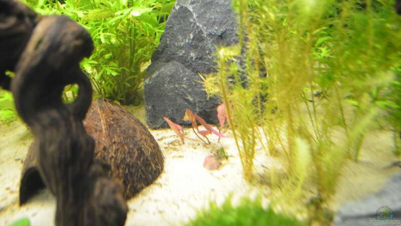 auch mein roter Tigerlotus wächst langsam aber sicher von gefjon (9)