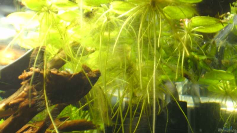 Pflanzen im Aquarium Krebs-Honeymoon Villa  ( Bora-Bora ) von Sailfish (4)