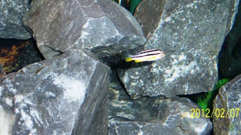 Melanochromis auratus  von 47 Malawi (17)
