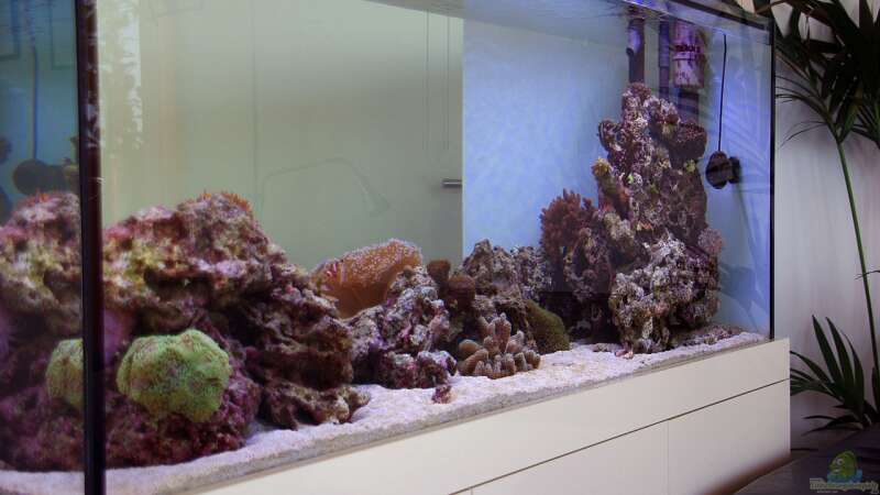 Aquarium Becken 22455 von Dominik N. (5)