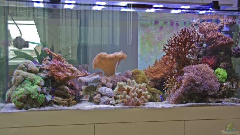 Aquarium Front von Dominik N. (1)