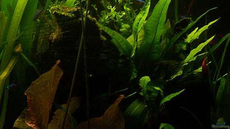 Pflanzen im Aquarium Becken 2247 von Michael Baer (8)