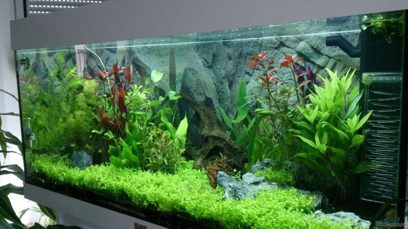 Pflanzen im Aquarium Juwel Rio 180 von Franky (4)