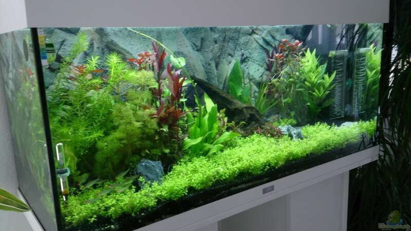 Pflanzen im Aquarium Juwel Rio 180 von Franky (5)