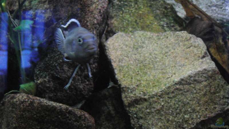 Besatz im Aquarium Malawi see von Denny Schubert (14)