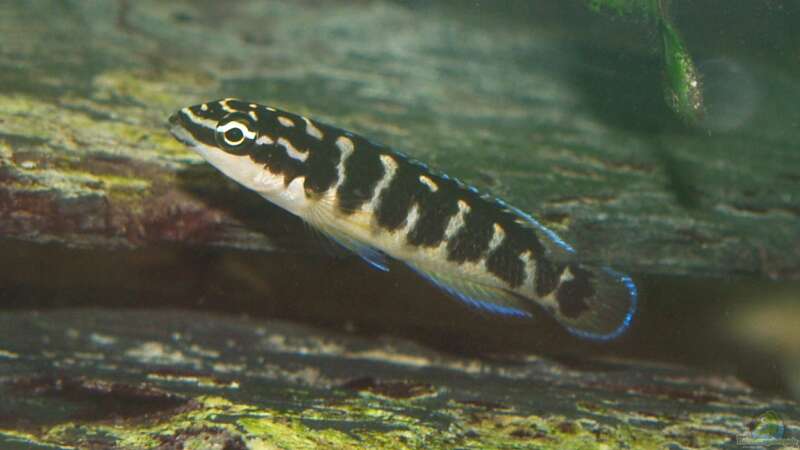 Julidochromis transcriptus ´Bemba´ Jungfisch von Algernon (7)