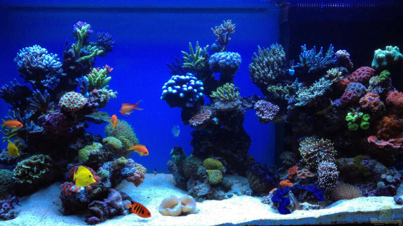 Aquarium Hauptansicht von Schwings Reef