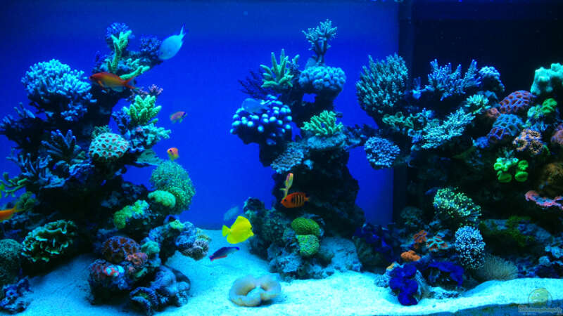 Aquarium Schwings Reef von Schwing (2)