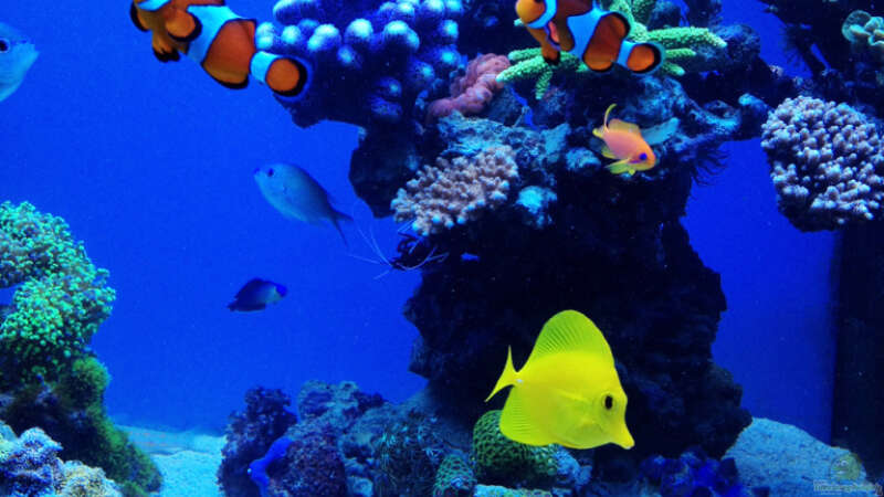 Aquarium Schwings Reef von Schwing (4)