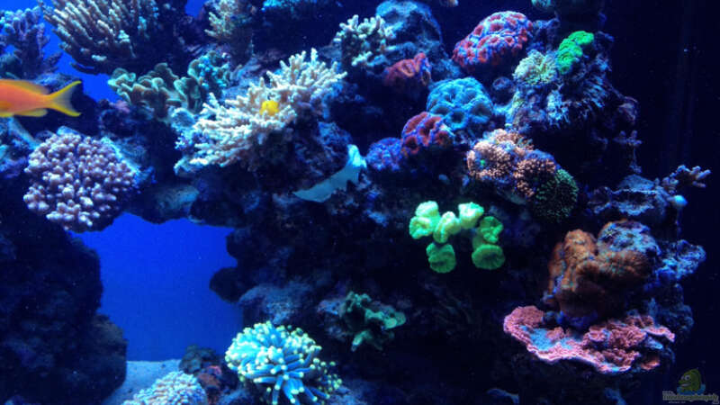 Aquarium Schwings Reef von Schwing (5)