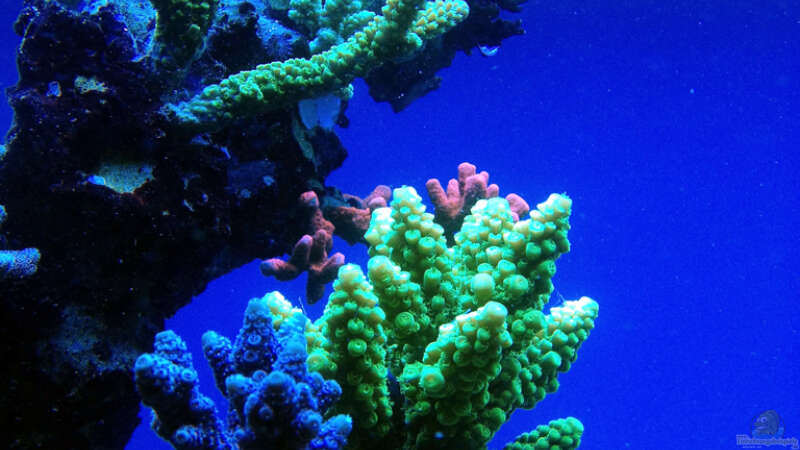 Aquarium Schwings Reef von Schwing (6)