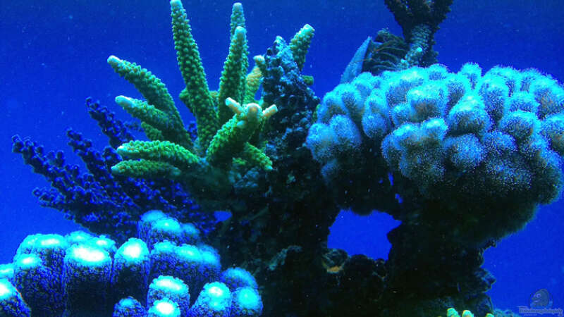 Aquarium Schwings Reef von Schwing (7)