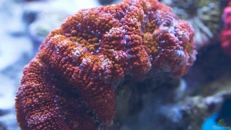 Besatz im Aquarium Schwings Reef von Schwing (28)
