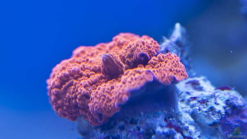 Besatz im Aquarium Schwings Reef von Schwing (30)