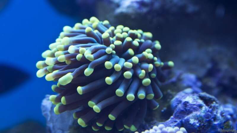 Besatz im Aquarium Schwings Reef von Schwing (31)