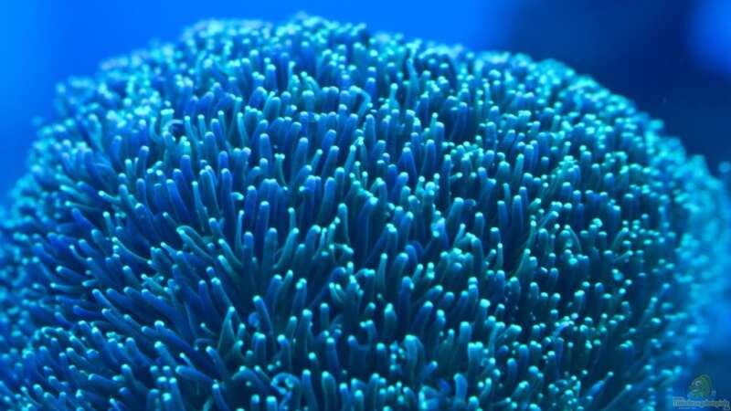Besatz im Aquarium Schwings Reef von Schwing (32)