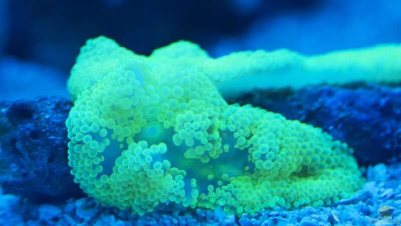 Besatz im Aquarium Schwings Reef von Schwing (33)