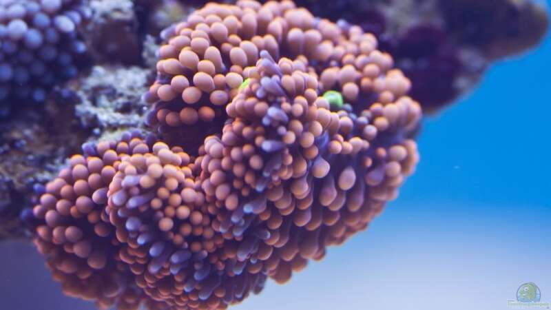 Besatz im Aquarium Schwings Reef von Schwing (34)