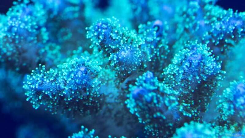 Besatz im Aquarium Schwings Reef von Schwing (35)