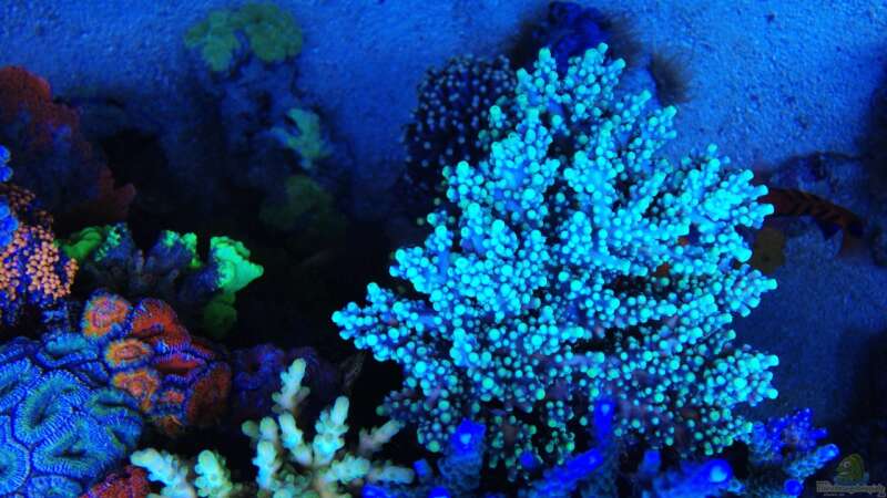 Dekoration im Aquarium Schwings Reef von Schwing (26)