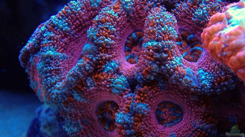 Pflanzen im Aquarium Schwings Reef von Schwing (10)
