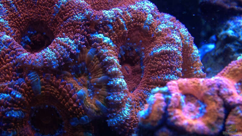Pflanzen im Aquarium Schwings Reef von Schwing (11)