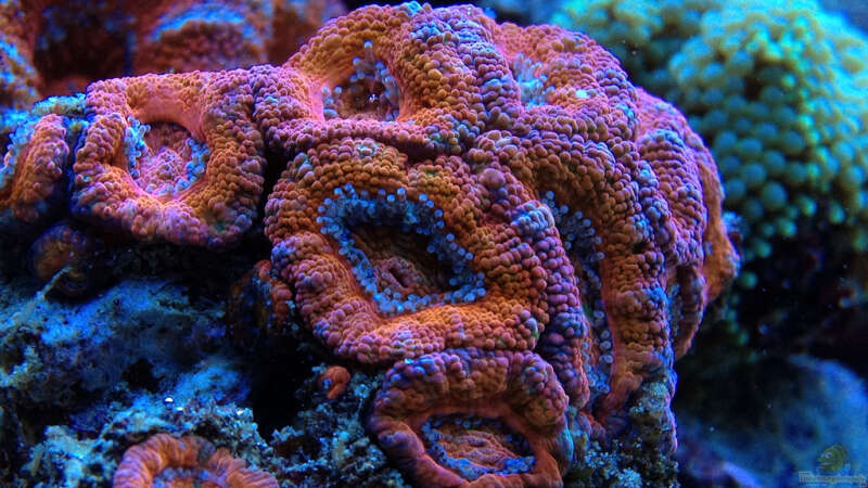 Pflanzen im Aquarium Schwings Reef von Schwing (12)