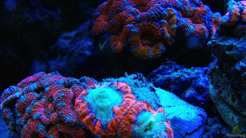 Pflanzen im Aquarium Schwings Reef von Schwing (13)