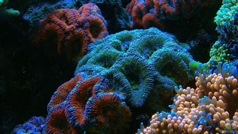 Pflanzen im Aquarium Schwings Reef von Schwing (14)