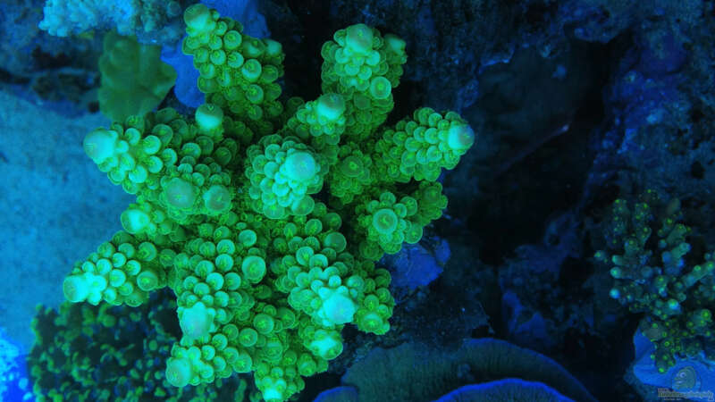 Pflanzen im Aquarium Schwings Reef von Schwing (15)