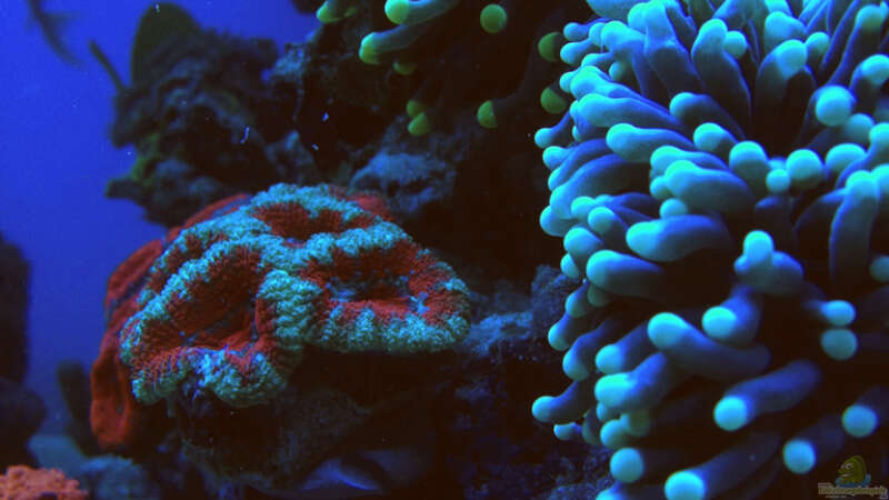 Pflanzen im Aquarium Schwings Reef von Schwing (19)